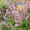 Vitex Agnus-castus Pink Pinnacle -Boutique D'arbustes Vitex agnus castus Pink Pinnacle copyright 895641 1