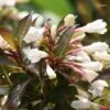 Weigela Black And White -Boutique D'arbustes Weigela Black and White 7880 1