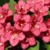 Weigela Hybride Eva Rathke -Boutique D'arbustes Weigela Eva Rathke 87494 1