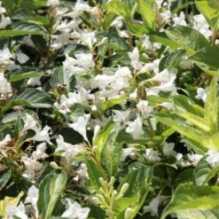Weigela Milk And Honey
