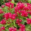 Weigela Picobella Rosso -Boutique D'arbustes Weigela Picobella Rosso copyright 179561 1