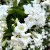Weigela Snowflake -Boutique D'arbustes Weigela Snowflake copyright 1002901 1