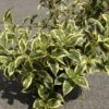 Weigela White Lightning -Boutique D'arbustes Weigela White Lightning IF 1008992 1