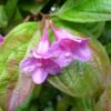 Weigela Wings Of Fire -Boutique D'arbustes Weigela Wings of Fire 84389 1