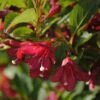 Weigela Florida Cherry Lace -Boutique D'arbustes Weigela florida Cherry Lace copyright 16349 1