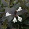 Weigela Florida Ebony And Ivory -Boutique D'arbustes Weigela florida EBONY AND IVORY NOBLE 84392 1
