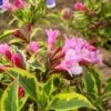 Weigela Florida Magical Rainbow -Boutique D'arbustes Weigela florida Magical Rainbow 781857 1