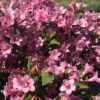 Weigela Florida Pink Poppet -Boutique D'arbustes Weigela florida Pink Poppet copyright 78185 1