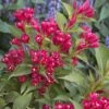 Weigela All Summer Red -Boutique D'arbustes Weigelia All Summer Red 84476 1