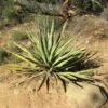 Yucca Banane - Yucca Baccata -Boutique D'arbustes Yucca baccata 89409 1