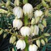 Yucca Gloriosa - Dague Espagnole -Boutique D'arbustes Yucca gloriosa 83488 1
