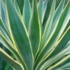 Yucca Gloriosa Variegata - Dague Espagnole -Boutique D'arbustes Yucca gloriosa Variegata 82238 1