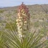 Yucca Torreyi - Yucca De Torrey -Boutique D'arbustes Yucca torreyi de Torrey copyright 17170 1