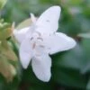 Abelia Grandiflora Francis Mason -Boutique D'arbustes abelia francis mason 7828 1