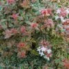 Abelia Grandiflora Tricolor Charm -Boutique D'arbustes abelia grandiflora tricolor charm 15366 1
