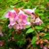 Abelia Parviflora Bumble Bee -Boutique D'arbustes abelia parviflora bumble bee 85981 1