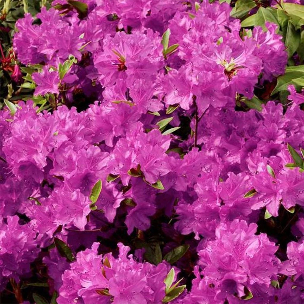 Azalée Du Japon Purple Splendor - Rhododendron Hybride 3 Azalée Du Japon Purple Splendor - Rhododendron Hybride