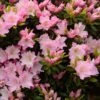 Azalée Du Japon Al's Picotee - Rhododendron Hybride -Boutique D'arbustes azalee du japon al s picotee 15359 1