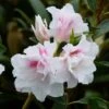 Azalée Du Japon White Prince - Rhododendron Hybride -Boutique D'arbustes azalee du japon white prince 781704 1 1