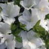 Azalée Du Japon Eucharis - Rhododendron Hybride -Boutique D'arbustes azalee eucharis 80472 1