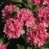 Azalée De Chine Kilian - Rhododendron Hybride -Boutique D'arbustes azalee kilian 80471 1