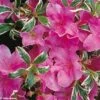 Azalée Du Japon Silver Queen - Rhododendron Hybride -Boutique D'arbustes azalee silver queen 781703 1