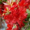 Azalée De Chine Wallowa Red - Rhododendron Hybride -Boutique D'arbustes azalee wallowa red 781689 1