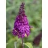 Buddleja Funky Fuchsia - Arbre Aux Papillons -Boutique D'arbustes buddleja funky fuchsia 100417 1