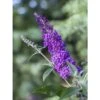 Buddleja Psychedelic Sky - Arbre Aux Papillons -Boutique D'arbustes buddleja psychedelic sky 100418 1