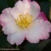 Camélia D'automne - Camellia Sasanqua Fukusutsumi -Boutique D'arbustes camelia Fukusutsumi 7987 1