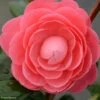 Camélia Valtevareda - Camellia Japonica -Boutique D'arbustes camelia valtevareda 85524 1