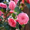 Camélia Mrs. Tingley - Camellia Japonica 1 Camélia Mrs. Tingley - Camellia Japonica -Boutique D'arbustes camellia japonica mrs tingley 87692 1