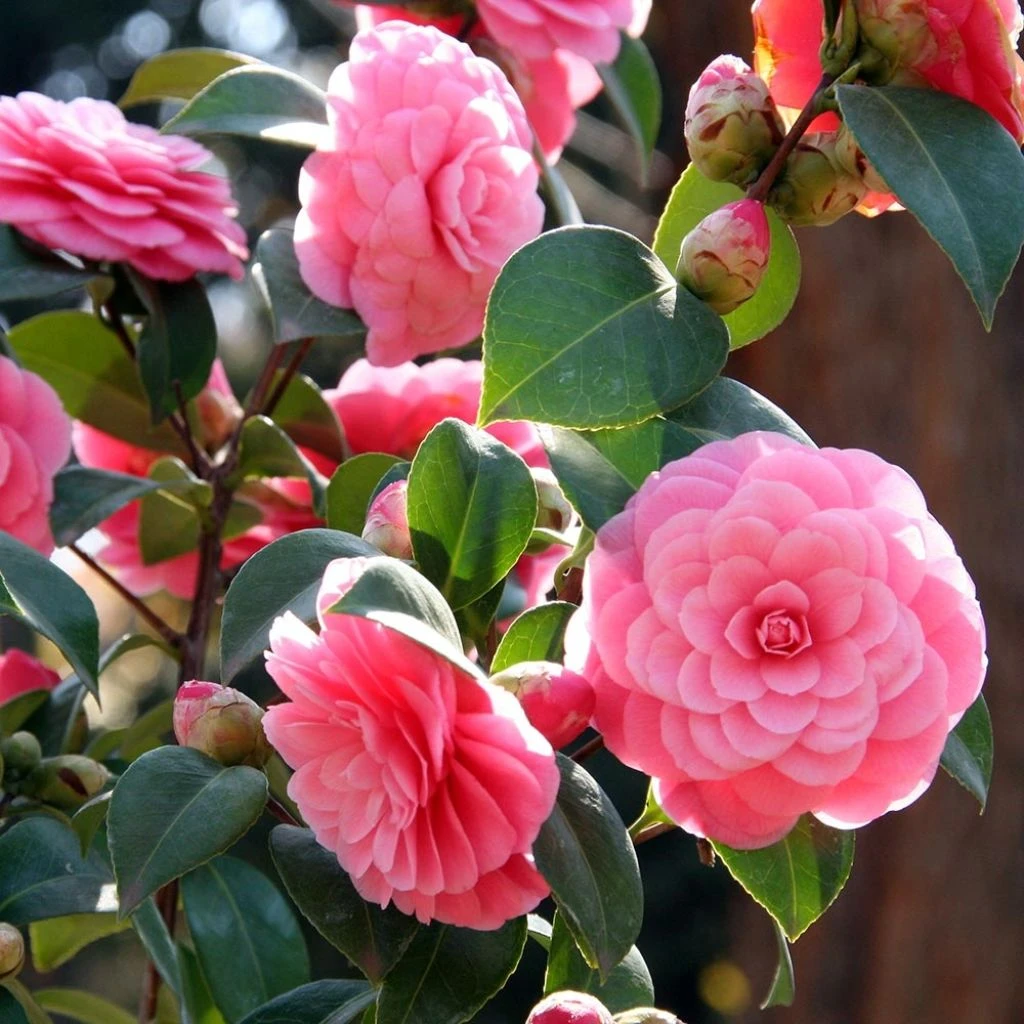 Camélia Mrs. Tingley - Camellia Japonica 3 Camélia Mrs. Tingley - Camellia Japonica