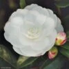 Camélia D'automne - Camellia Sasanqua Early Pearly -Boutique D'arbustes camellia sasanqua early pearly 7976 1