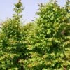 Carpinus Betulus Stegemanns Primus - Charme Commun -Boutique D'arbustes carpinus betulus stegemanns primus 100428 1