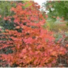 Charme Commun Rockhampton Red - Carpinus Betulus -Boutique D'arbustes carpinus rockhampton red min