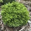 Cryptomeria Japonica Green Pearl - Cèdre Du Japon -Boutique D'arbustes cedre du japon green pearl 22974