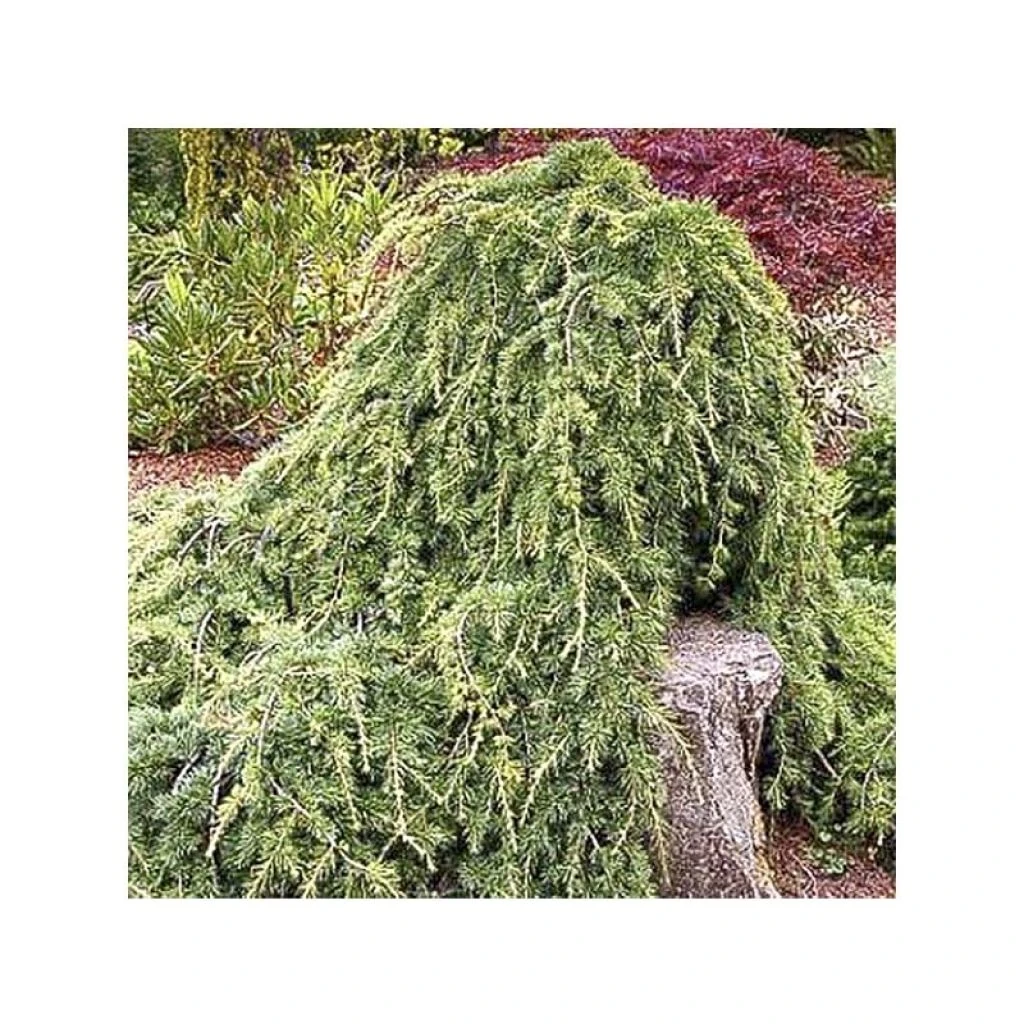 Cèdre De L'Atlas - Cedrus Libani Atlantica Sargentii 3 Cèdre De L'Atlas - Cedrus Libani Atlantica Sargentii