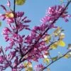 Cercis Siliquastrum - Arbre De Judée -Boutique D'arbustes cercis Siliquastrum ld miluz 7583 1
