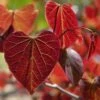 Gainier Du Canada - Cercis Canadensis Red Force -Boutique D'arbustes cercis canadensis red force copyright 1004381 1 1