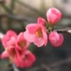 Cognassier Du Japon Pink Lady - Chaenomeles Superba -Boutique D'arbustes chaenomeles superba pink lady 7966 2