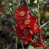 Cognassier Du Japon - Chaenomeles X Superba Elly Mossel -Boutique D'arbustes chaenomeles x superba elly mossel 100442 1