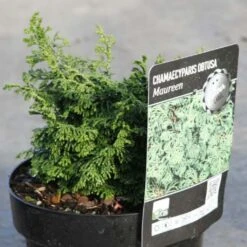 Cyprès Hinoki Du Japon - Chamaecyparis Obtusa Maureen