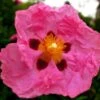 Cistus Purpureus - Ciste Pourpre 2 Cistus Purpureus - Ciste Pourpre -Boutique D'arbustes cistus purpureus 7526 1