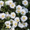 Ciste Du Portugal - Cistus X Lusitanicus Decumbens -Boutique D'arbustes cistus x lusitanicus decumbens 100305 1