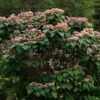 Arbre De La Chance - Clerodendrum Trichotomum, Clérodendron -Boutique D'arbustes clerodendrum trichotomum clerodendron 9559 1 1