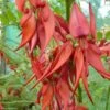 Clianthus Puniceus Kaka King - Pince De Homard -Boutique D'arbustes clianthus puniceus kaka king 85290 1