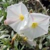 Convolvulus Cneorum - Liseron Argenté -Boutique D'arbustes convolvulus cneorum 7566 1