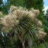 Cordyline Australis -Boutique D'arbustes cordyline australis 78992 1