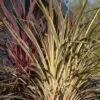 Cordyline Banksii Electric Flash - Cordyline 2 Cordyline Banksii Electric Flash - Cordyline -Boutique D'arbustes cordyline banksii electric flash 100457 1
